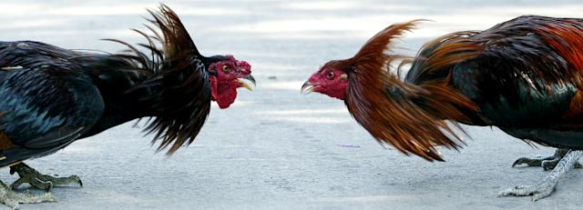 Roosters in Online Sabong