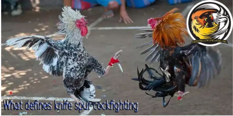 Knife Spur Cockfighting
