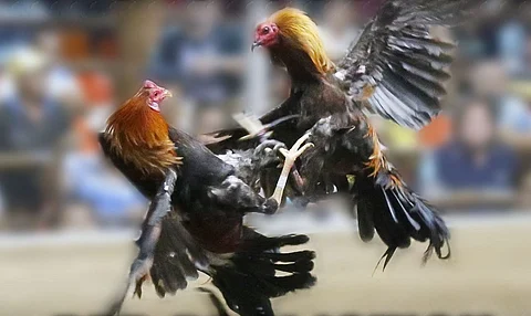 Cockfight Match